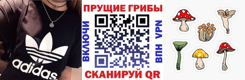 где найти   Светлогорск  Галлюциногенные грибы прущие грибы 